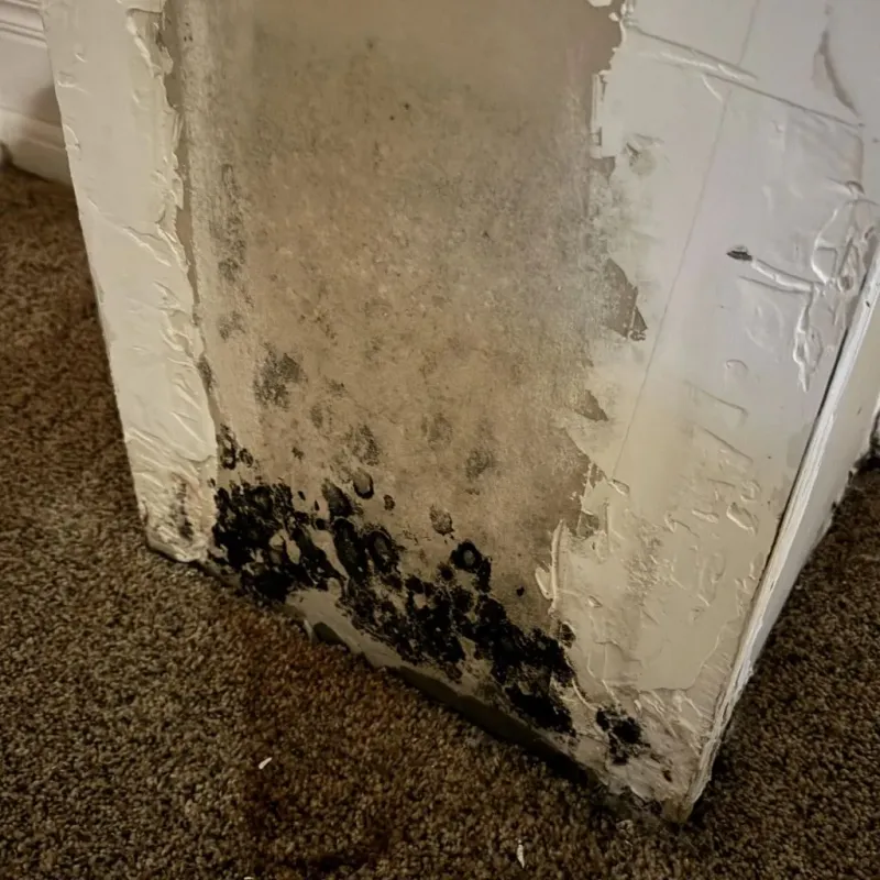 Professional Mold Removal in Kulpsville, PA